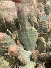 Opuntia basilaris brachyclada