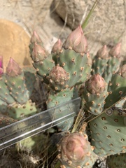 Opuntia basilaris brachyclada