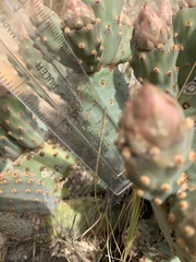 Opuntia basilaris brachyclada