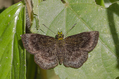 Staphylus chlorocephala