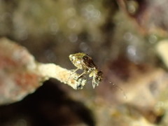 Propsocus pulchripennis