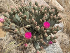 Opuntia basilaris brachyclada