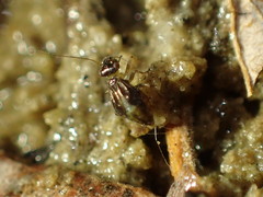 Propsocus pulchripennis