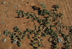 Indigofera daleoides image