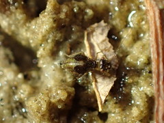 Propsocus pulchripennis