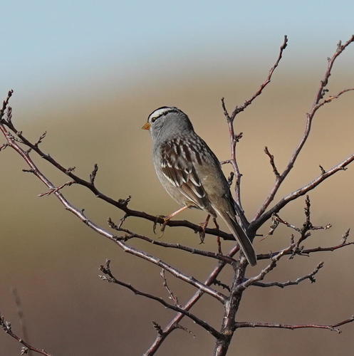 White-crowned Sparrow photographed in Nebraska