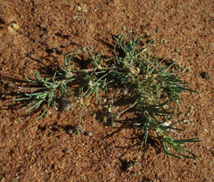 Indigofera daleoides image