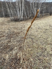 Veronicastrum sibiricum