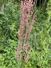 Rumex acetosa