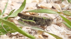 Aiolopus strepens