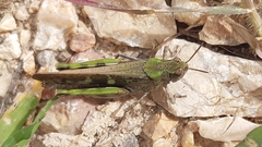 Aiolopus strepens