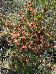 Erica tristis