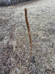 Veronicastrum sibiricum