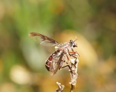 Daptolestes limbipennis