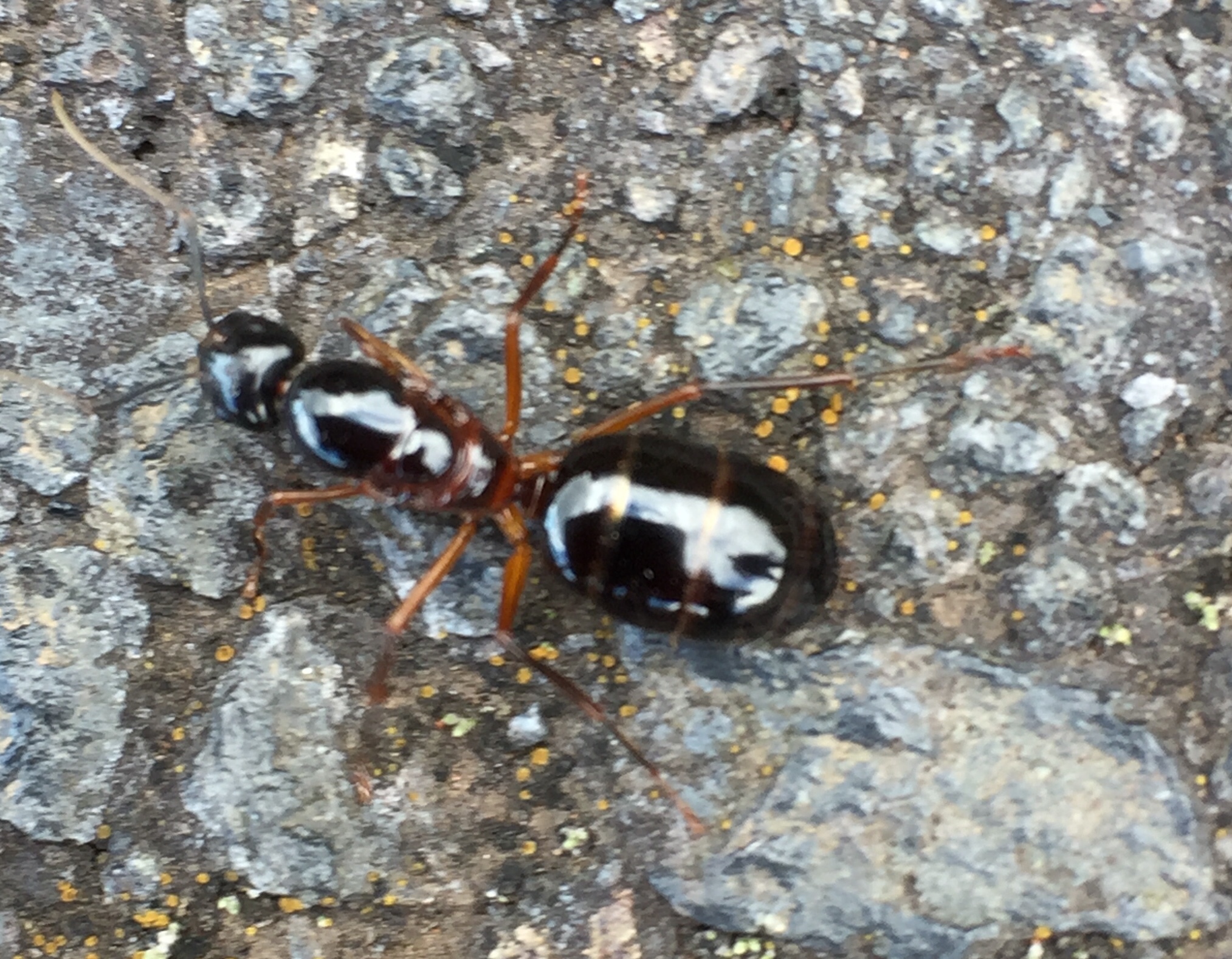 Camponotus hesperius