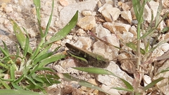Aiolopus strepens