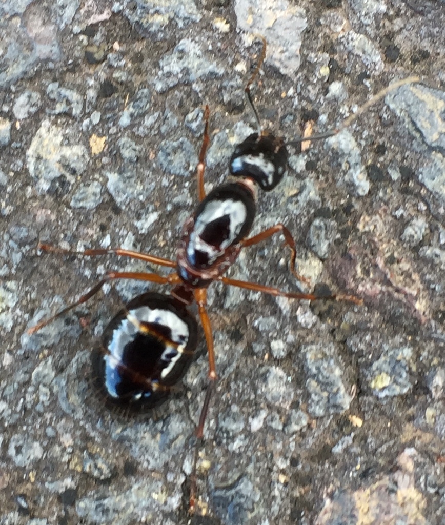 Camponotus hesperius