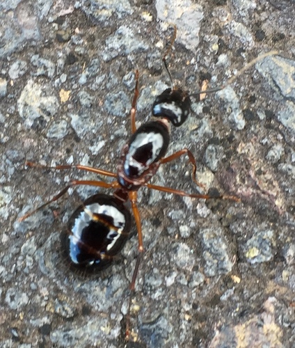 Camponotus hesperius