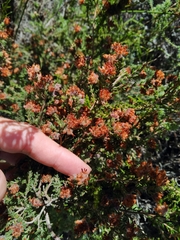 Erica tristis
