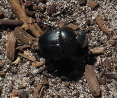 Scarabaeus convexus