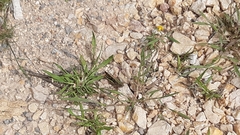 Aiolopus strepens