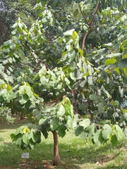 Alchornea glandulosa