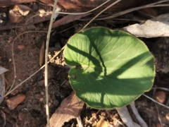 Pelargonium asarifolium