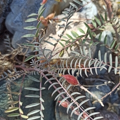 Astragalus douglasii