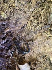 Plethodon cylindraceus