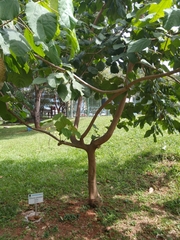 Alchornea glandulosa