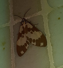 Nyctemera carissima