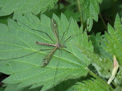 Tipula vernalis