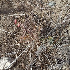 Astragalus douglasii
