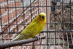 Melopsittacus