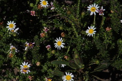 Polyarrhena reflexa reflexa