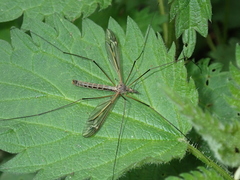 Tipula vernalis