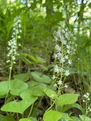 Tiarella wherryi
