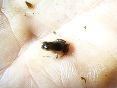 Microbatrachella capensis