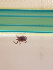 Amblyomma americanum