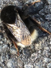 Bombus terrestris canariensis