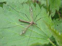 Tipula vernalis