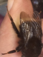 Bombus terrestris canariensis