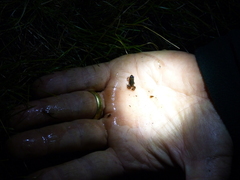 Microbatrachella capensis