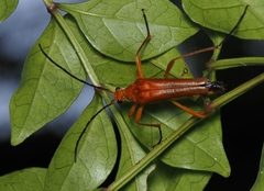 Pygostrangalia kappanzanensis