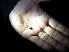 Microbatrachella capensis