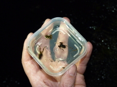 Microbatrachella capensis