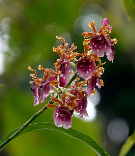 Oncidium fuscatum, photograph 2