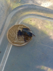 Microbatrachella capensis