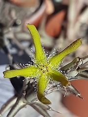 Orbea rogersii
