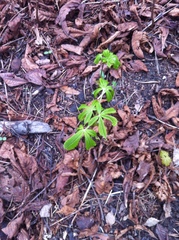 Aesculus hippocastanum